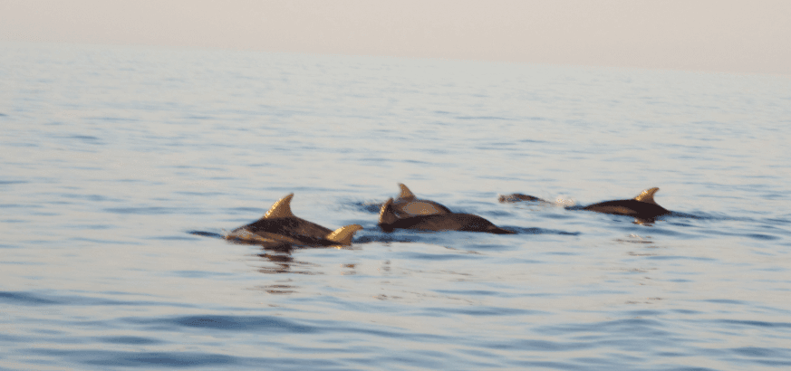 Katamaran Sonnenaufgang