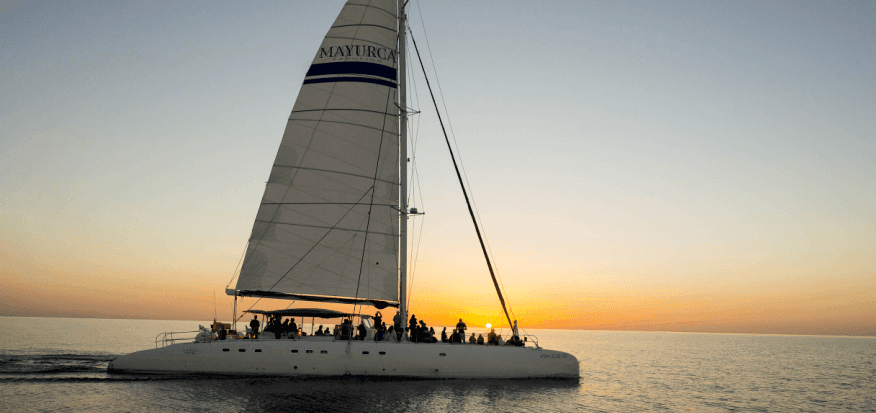 Delfine vom Katamaran