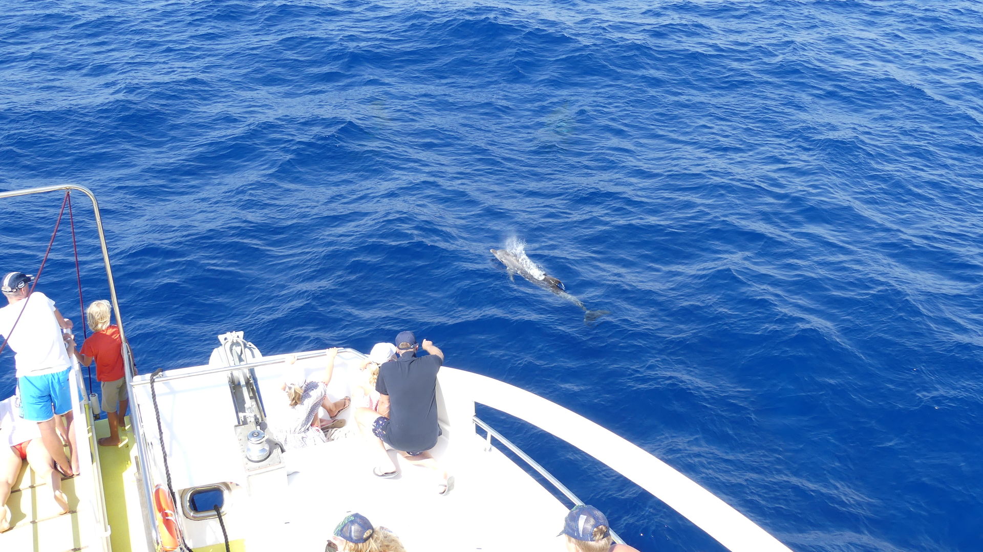 delfine auf mallorca