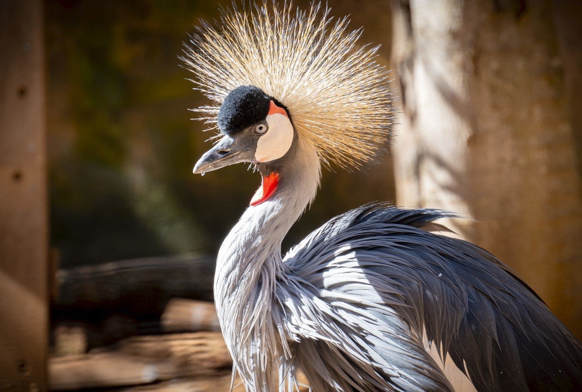 Pfau