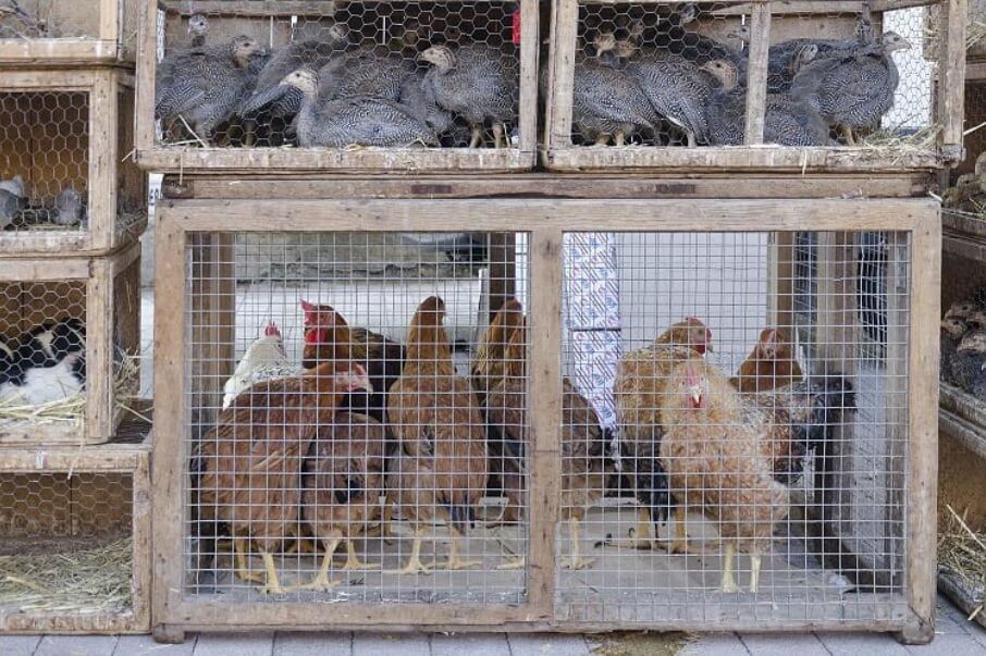 Tiere auf Sineu Markt