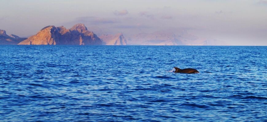 katamaran delfine mallorca