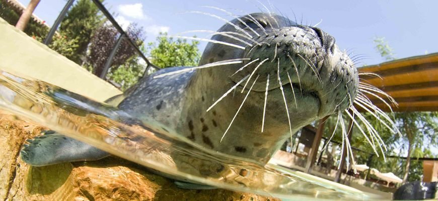 marineland show mallorca