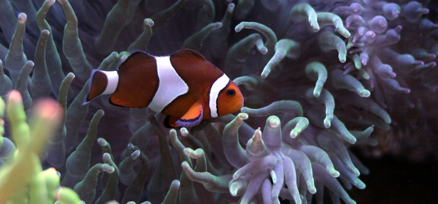 Nemo Fisch