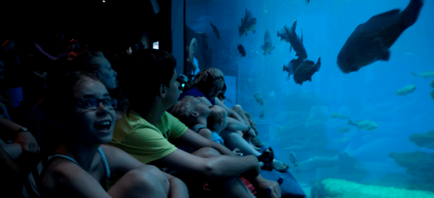 Entspannen sich on den ¨Sofas neben den Haien