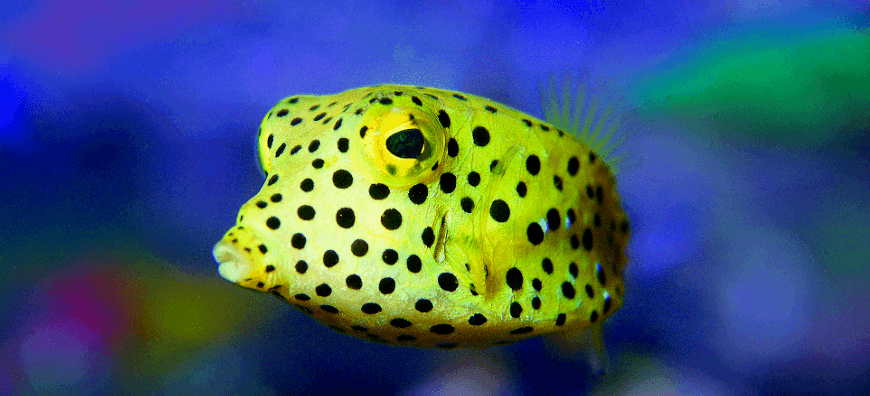 Kinder Pool Aquarium