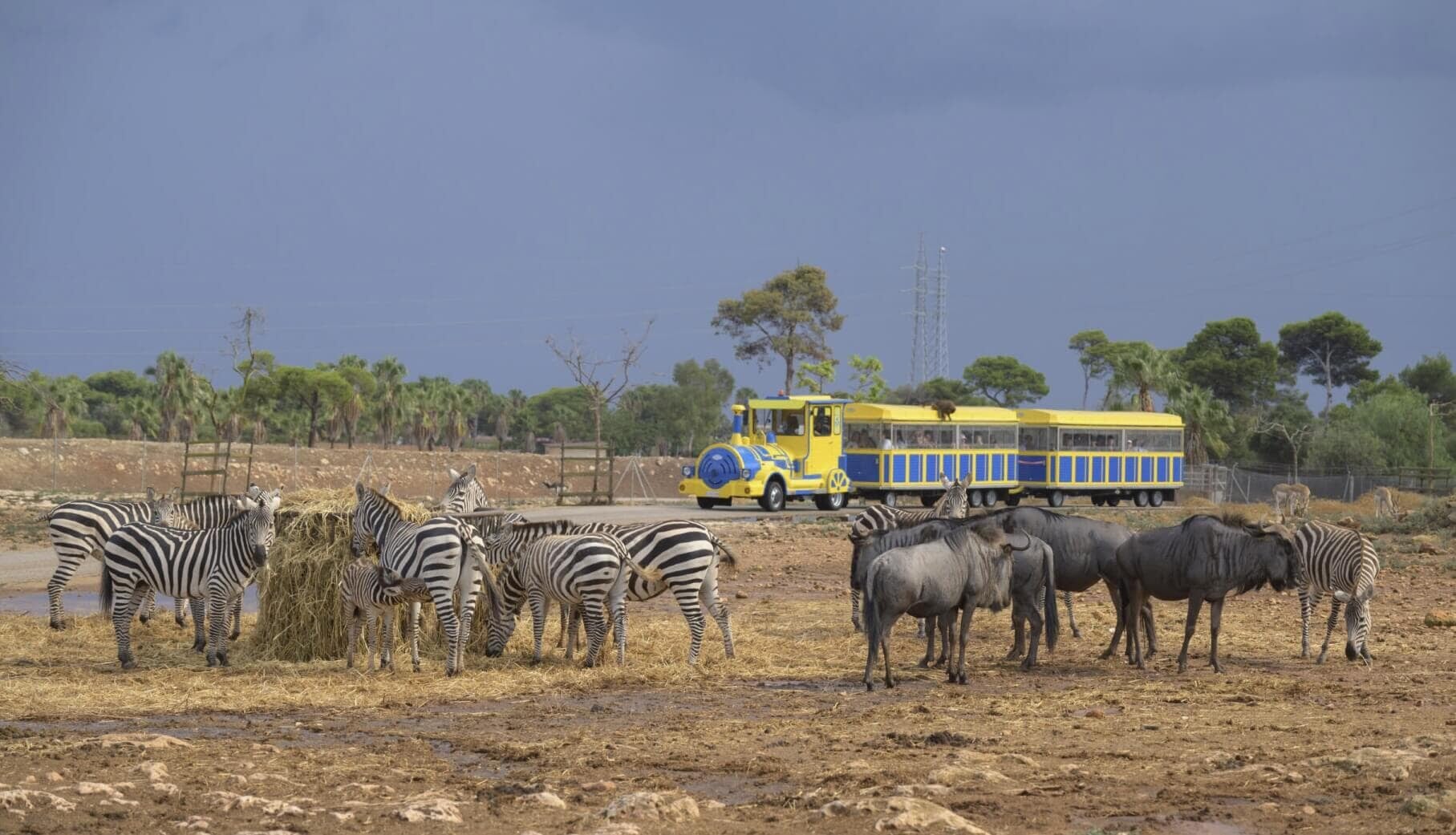 Zug und Zebras