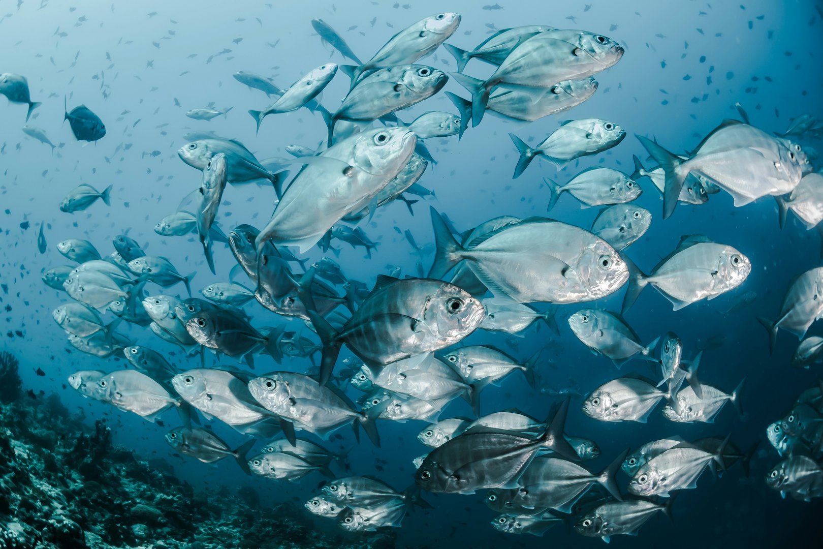 Thunfisch auf See
