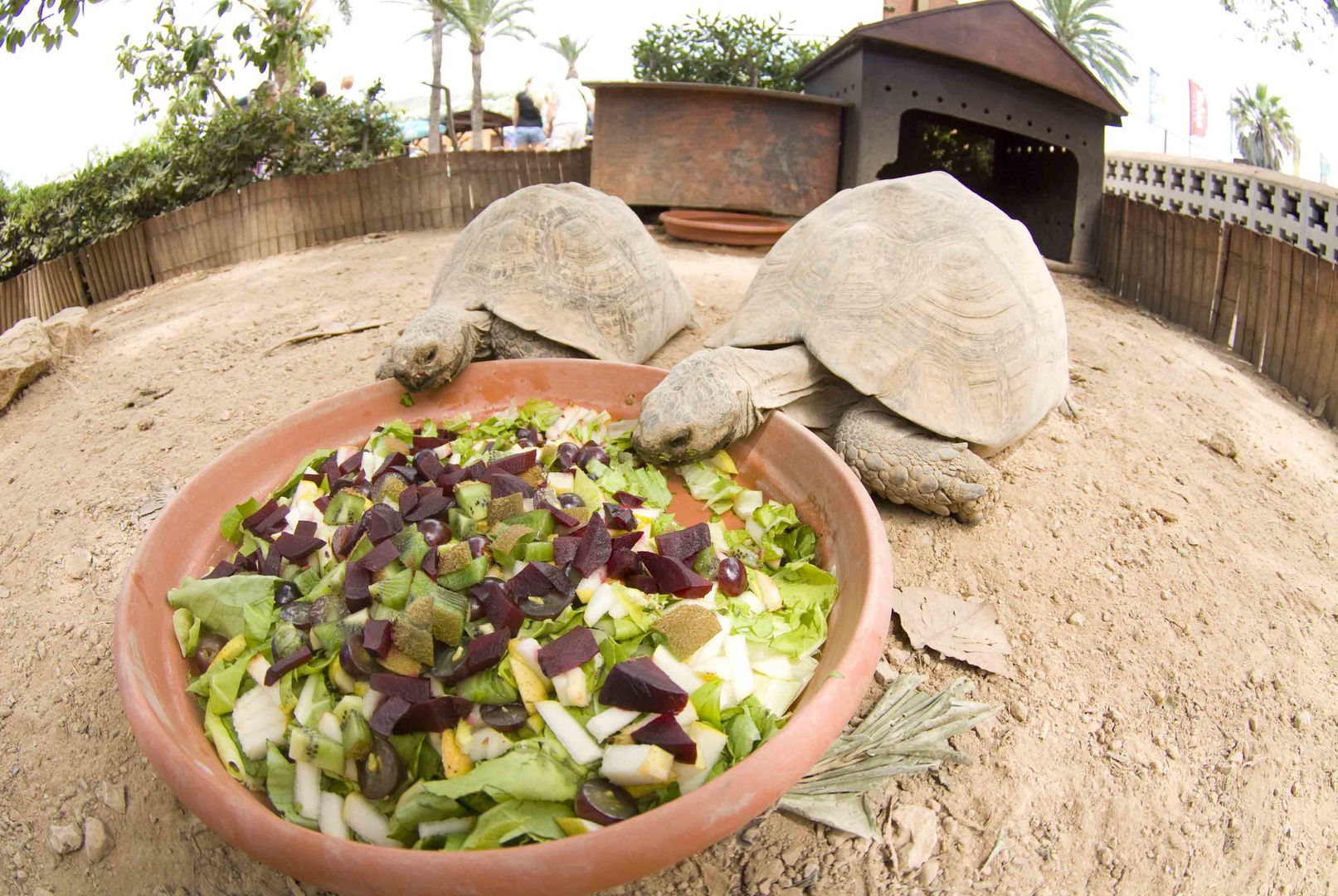 Wasserschildkröten wahrend Essen