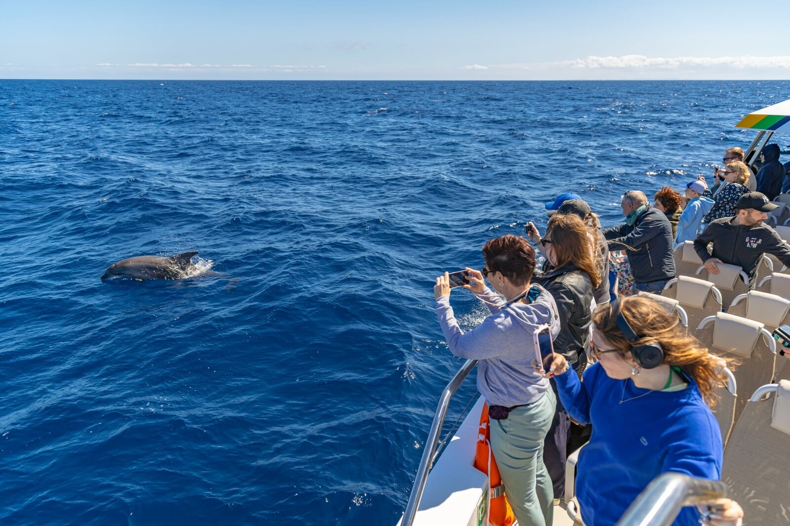 avistamiento de delfines
