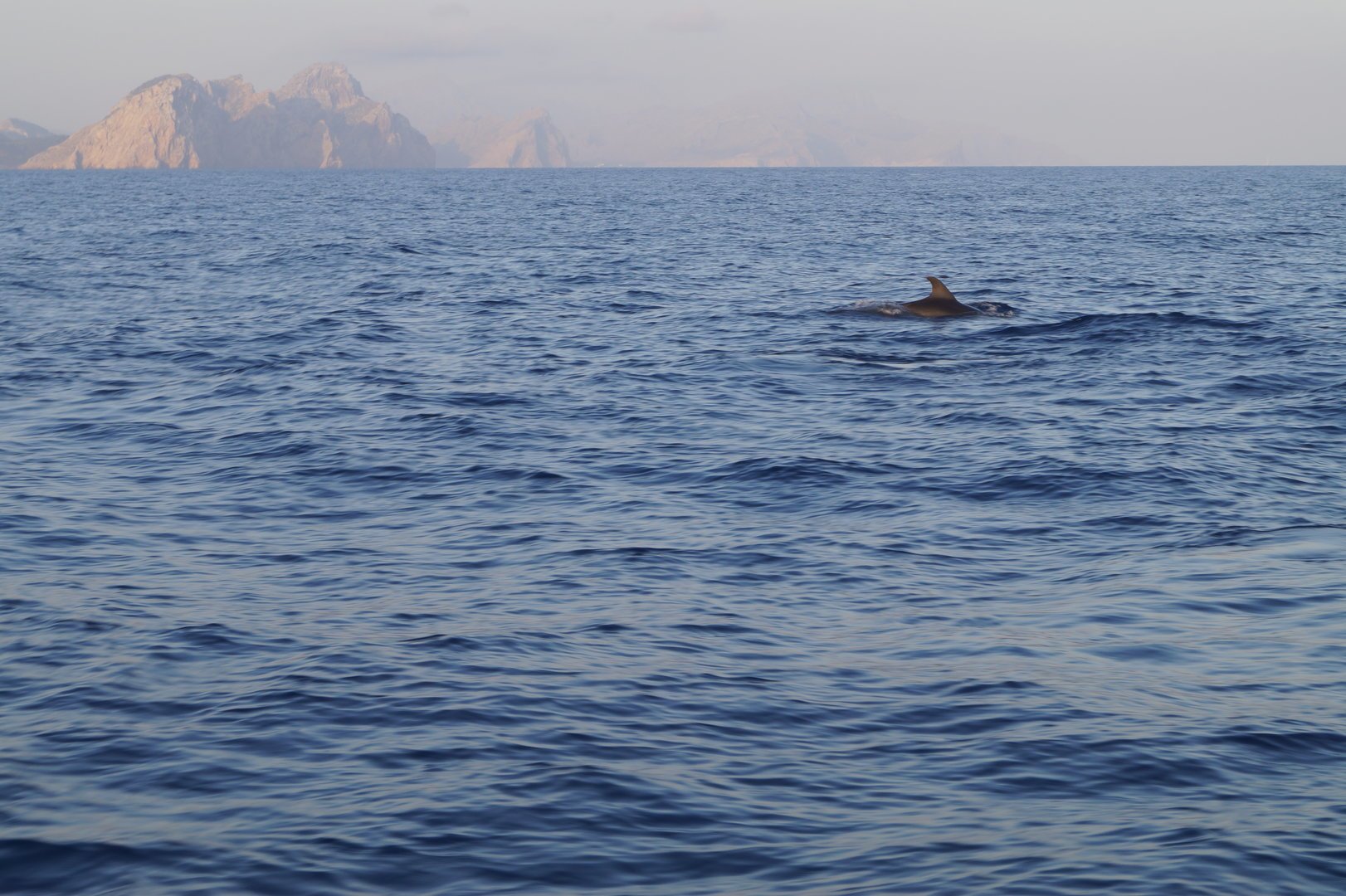 delfines nadando cerca del cabo de formentor