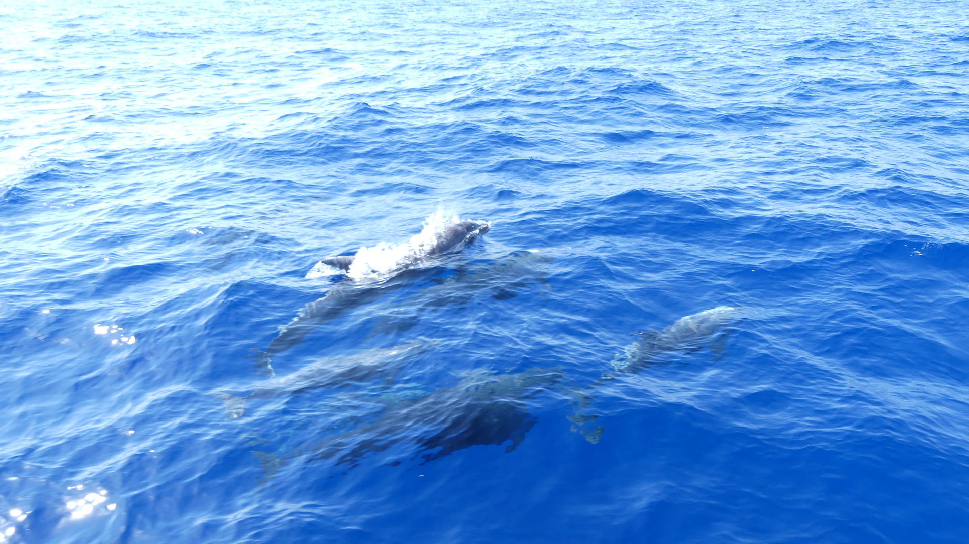 delfines en cala dor