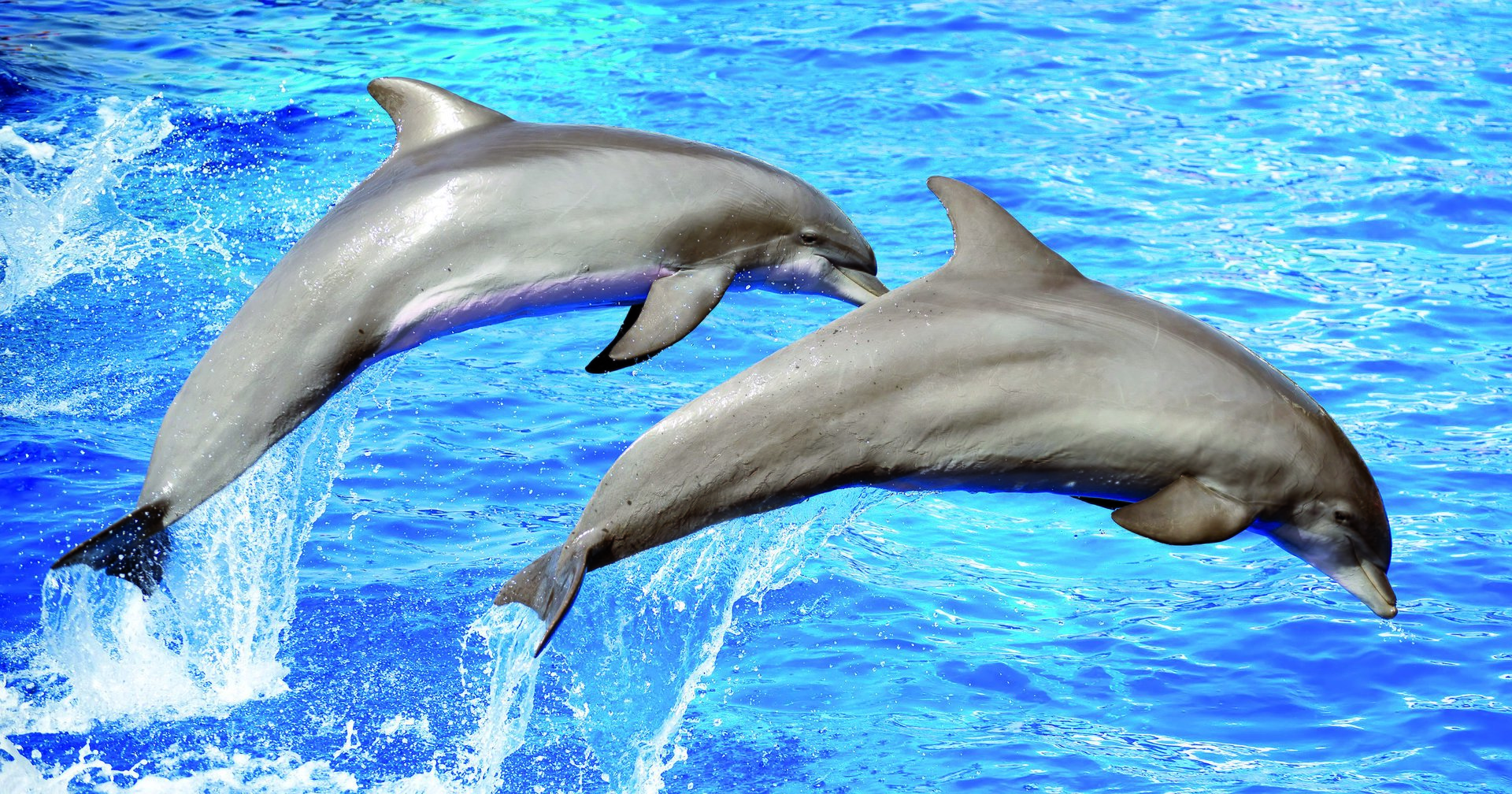 delfines en santa ponsa