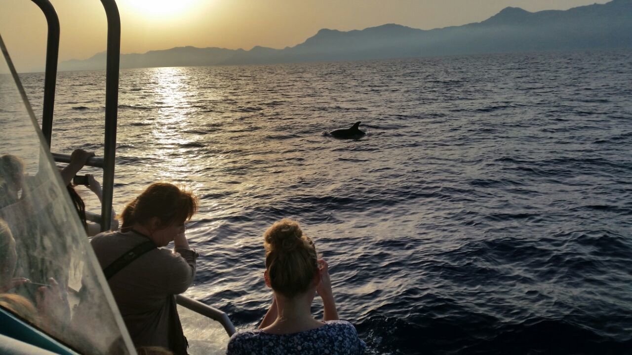barco con delfines desde santa ponsa