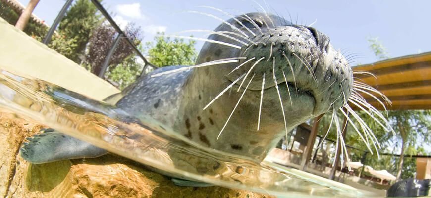 atracciones en Mallorca