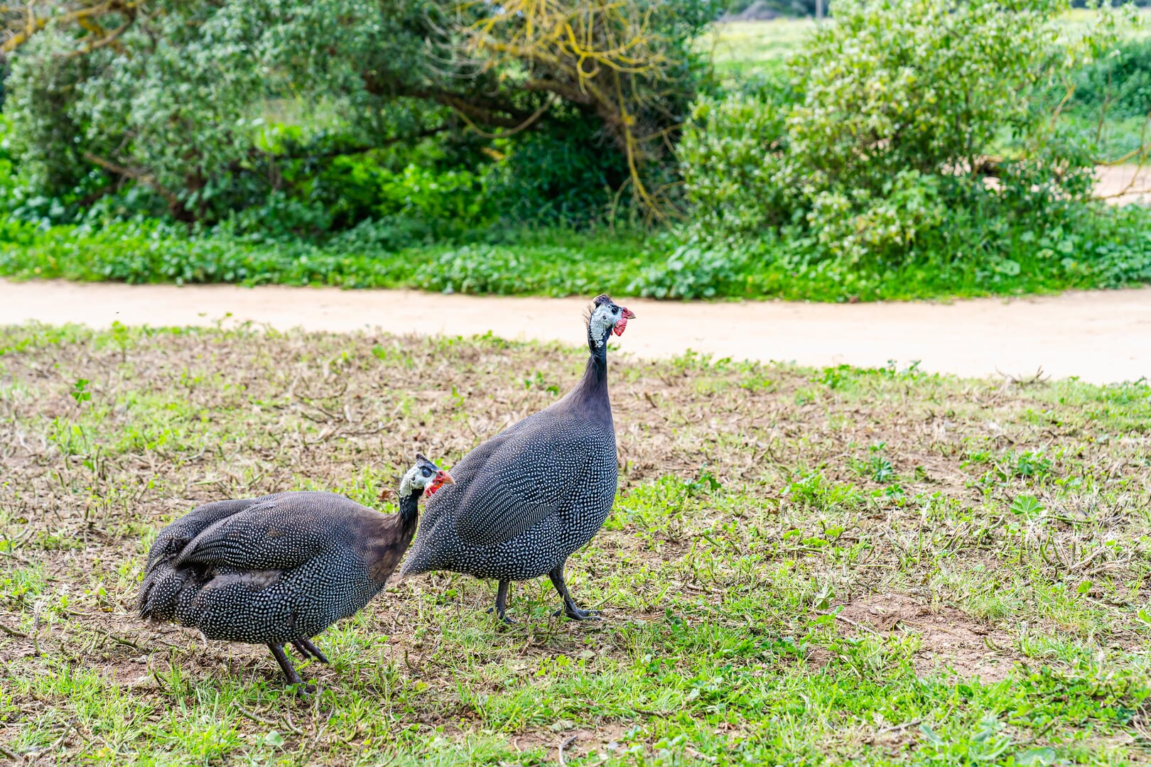 aves del rancho