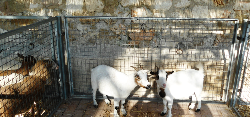 animales autóctonos de Mallorca