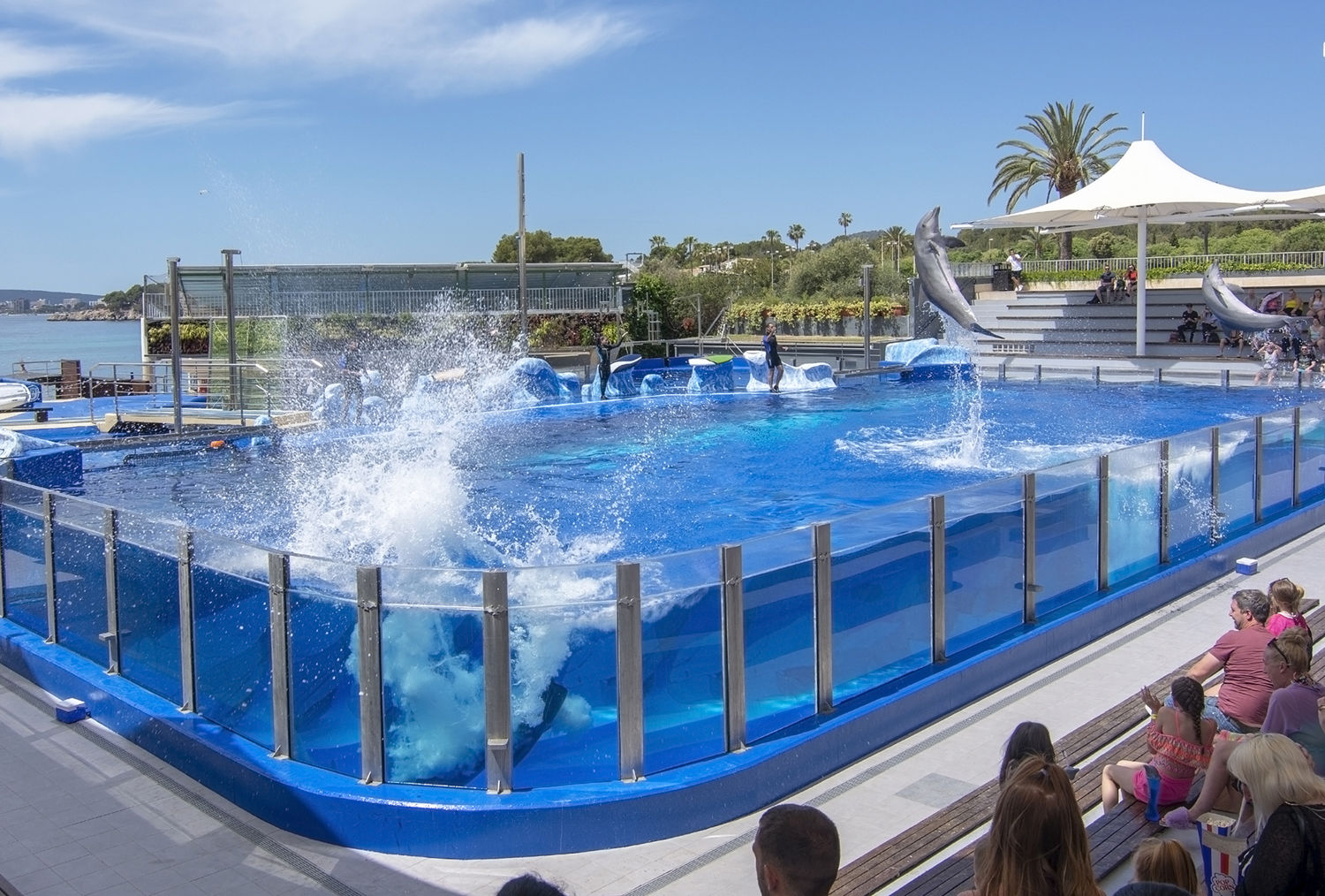 show de delfines en Marineland