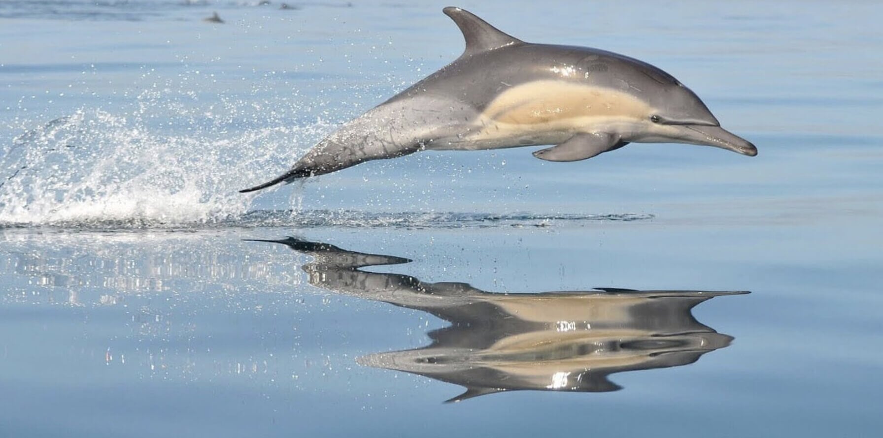 Delfín saltando sobre el mar Mediterráneo durante una excursión de avistamiento de delfines en Mallorca