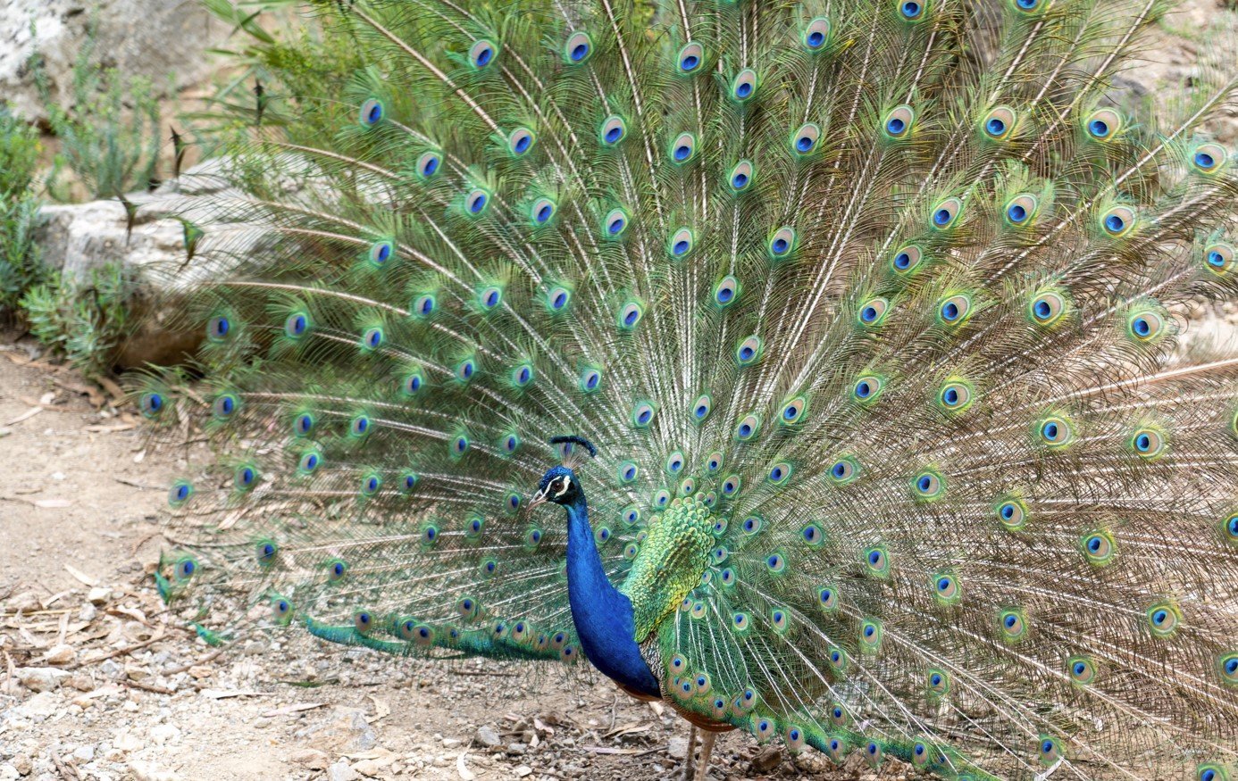 pavo real en la naturaleza