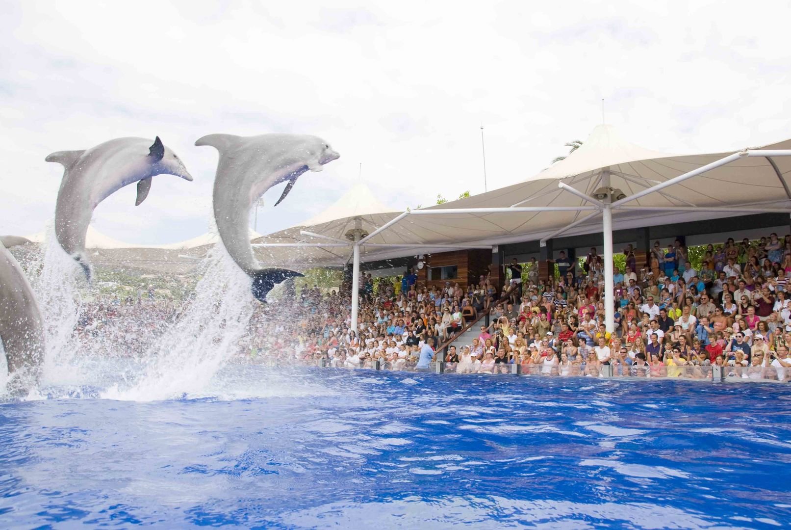 delfinarium