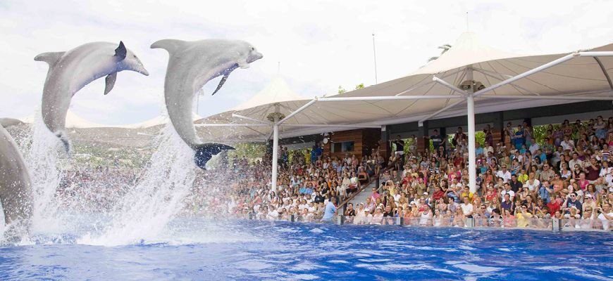 Delfines saltando