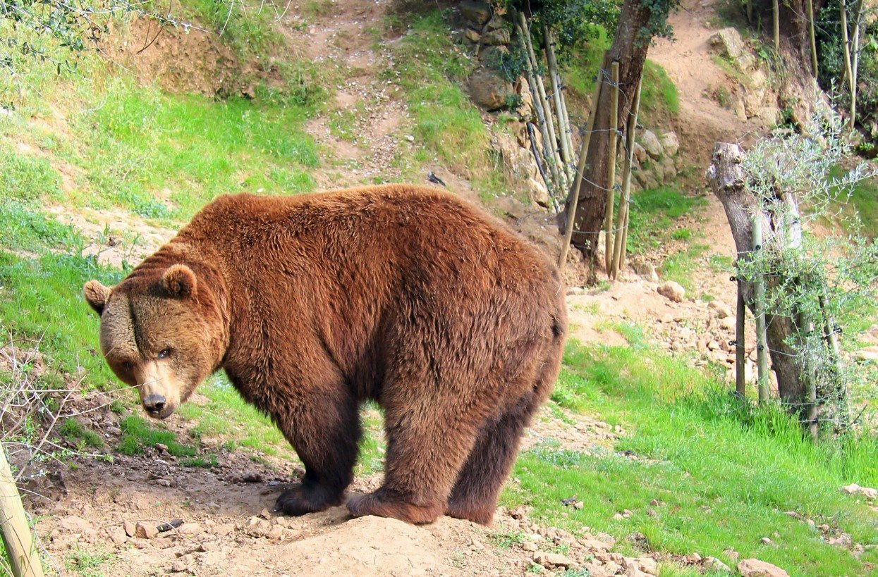 oso en parque natural