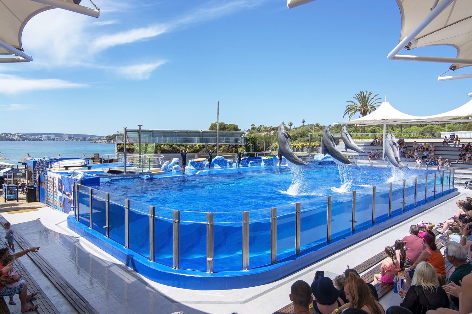 delfines saltando en el agua