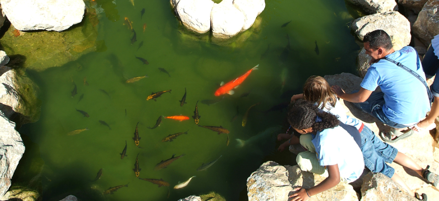 dar de comer a los peces