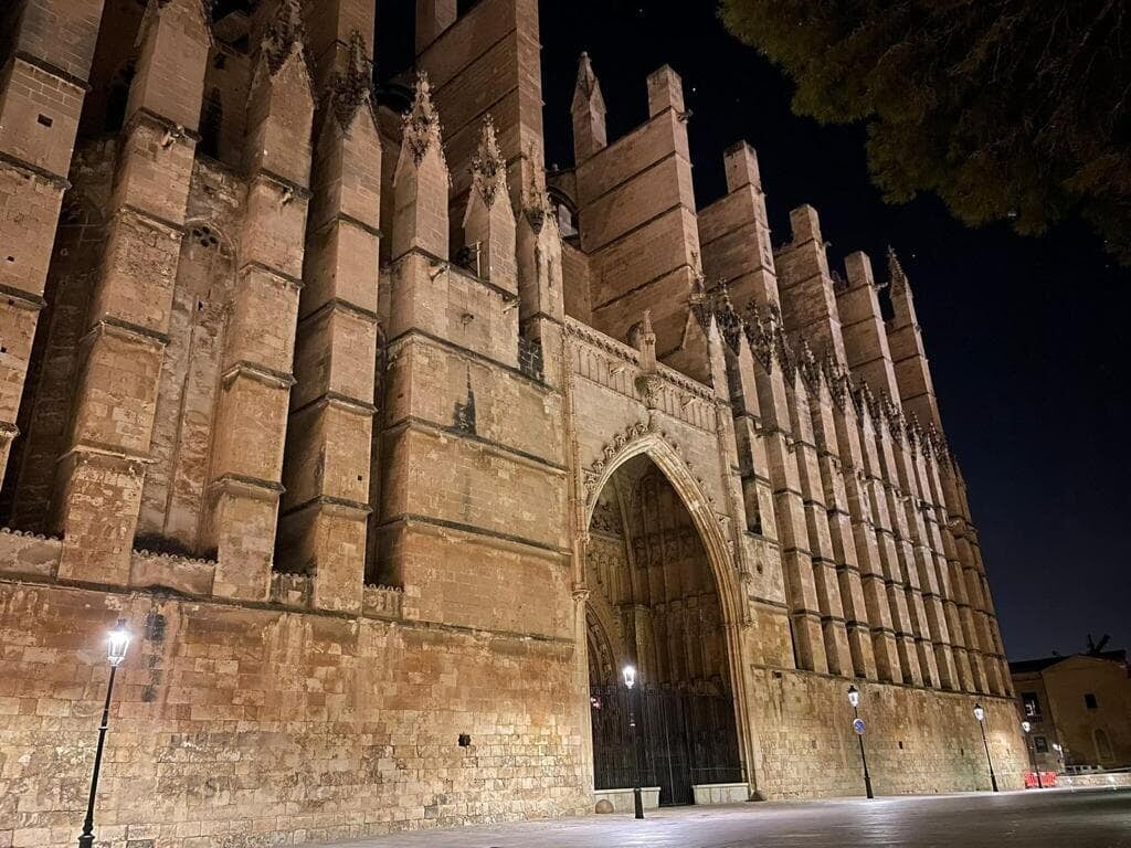 palma de noche