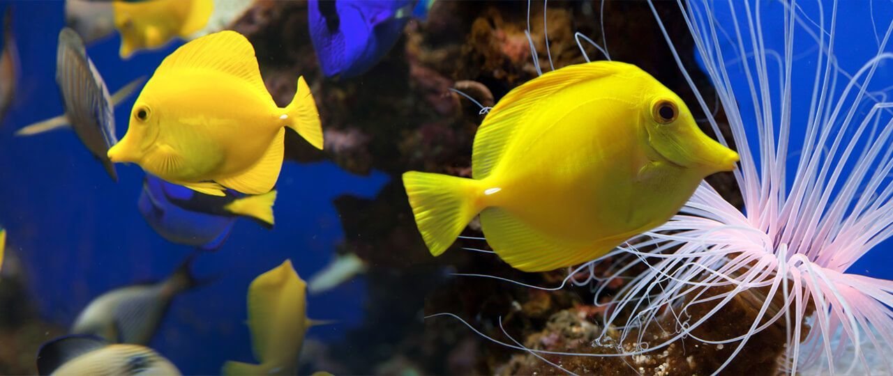 palma aquarium en mallorca