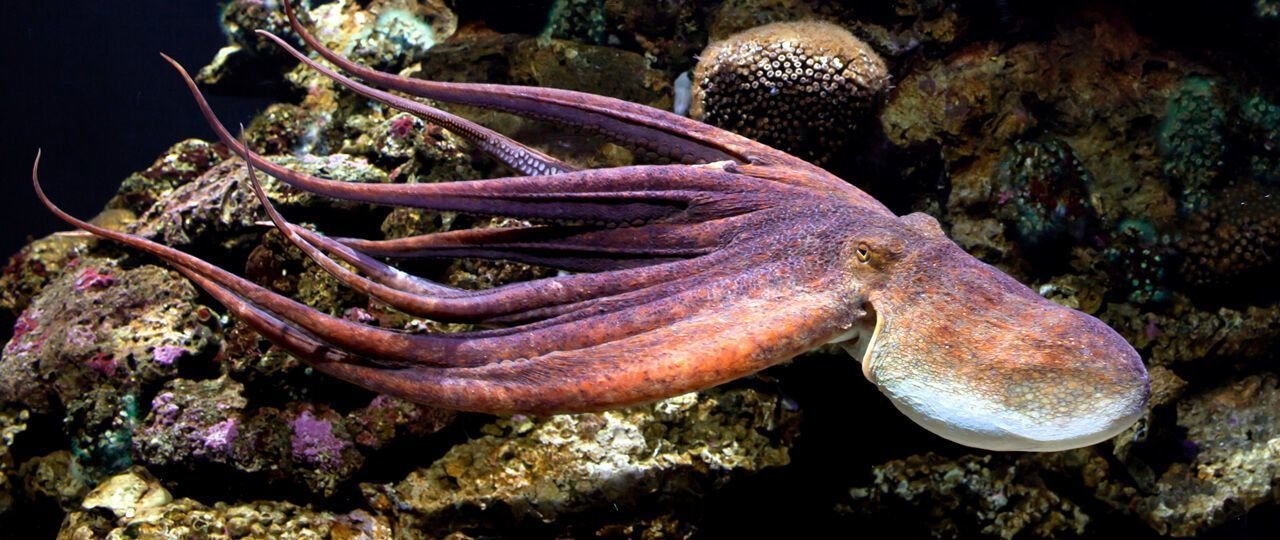 acuarium de mallorca