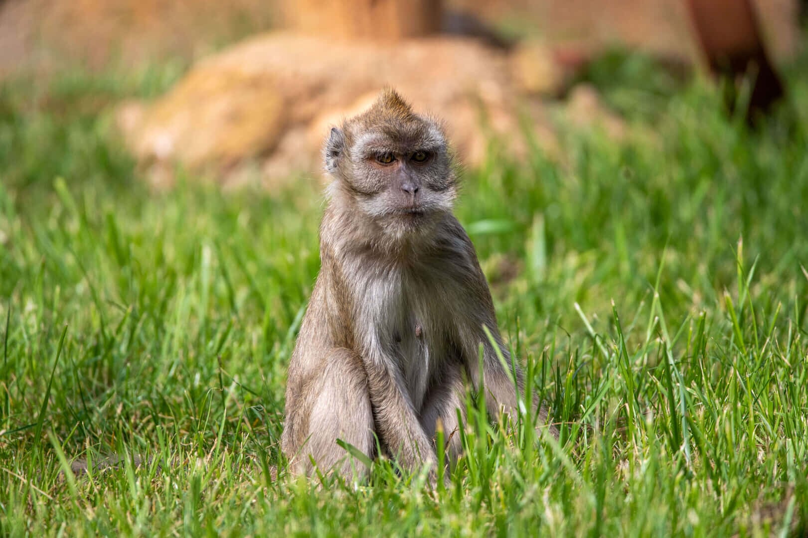 mono en safari park