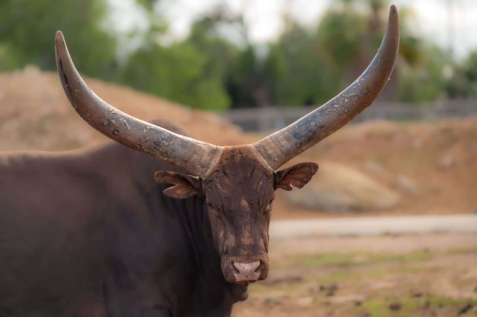toro en el parque