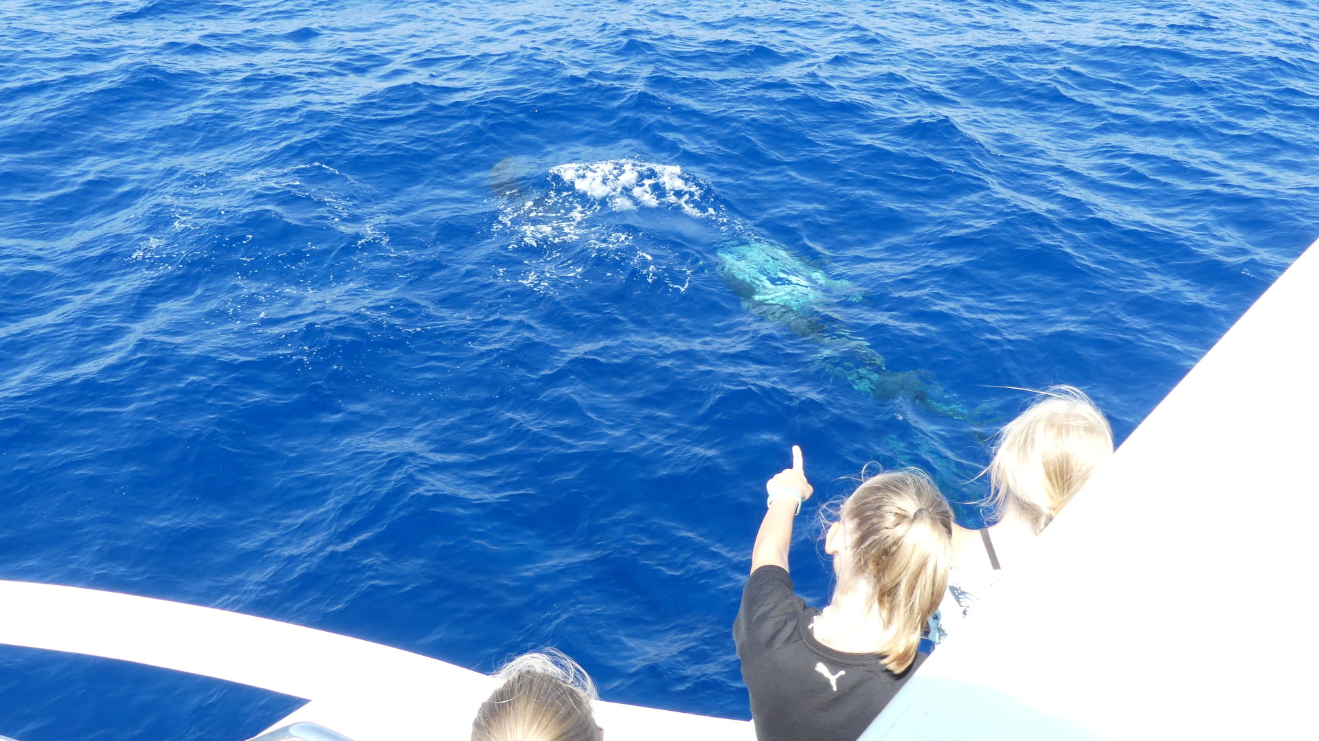 ver delfines con barco starfish