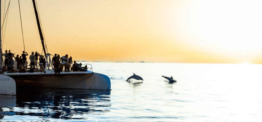 Avistamiento de delfines en Mallorca