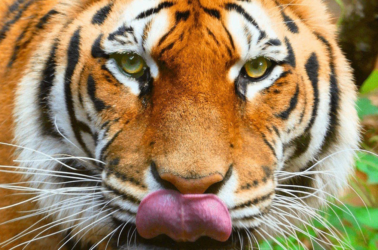 tigre en el parc