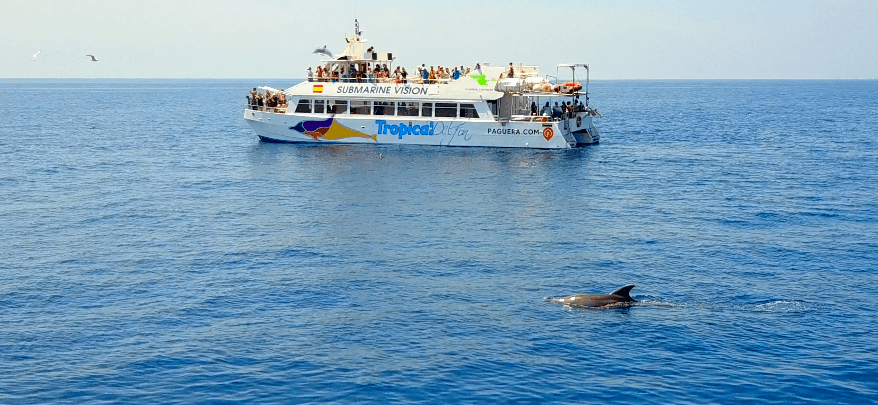 excursion en barco para ver delfines
