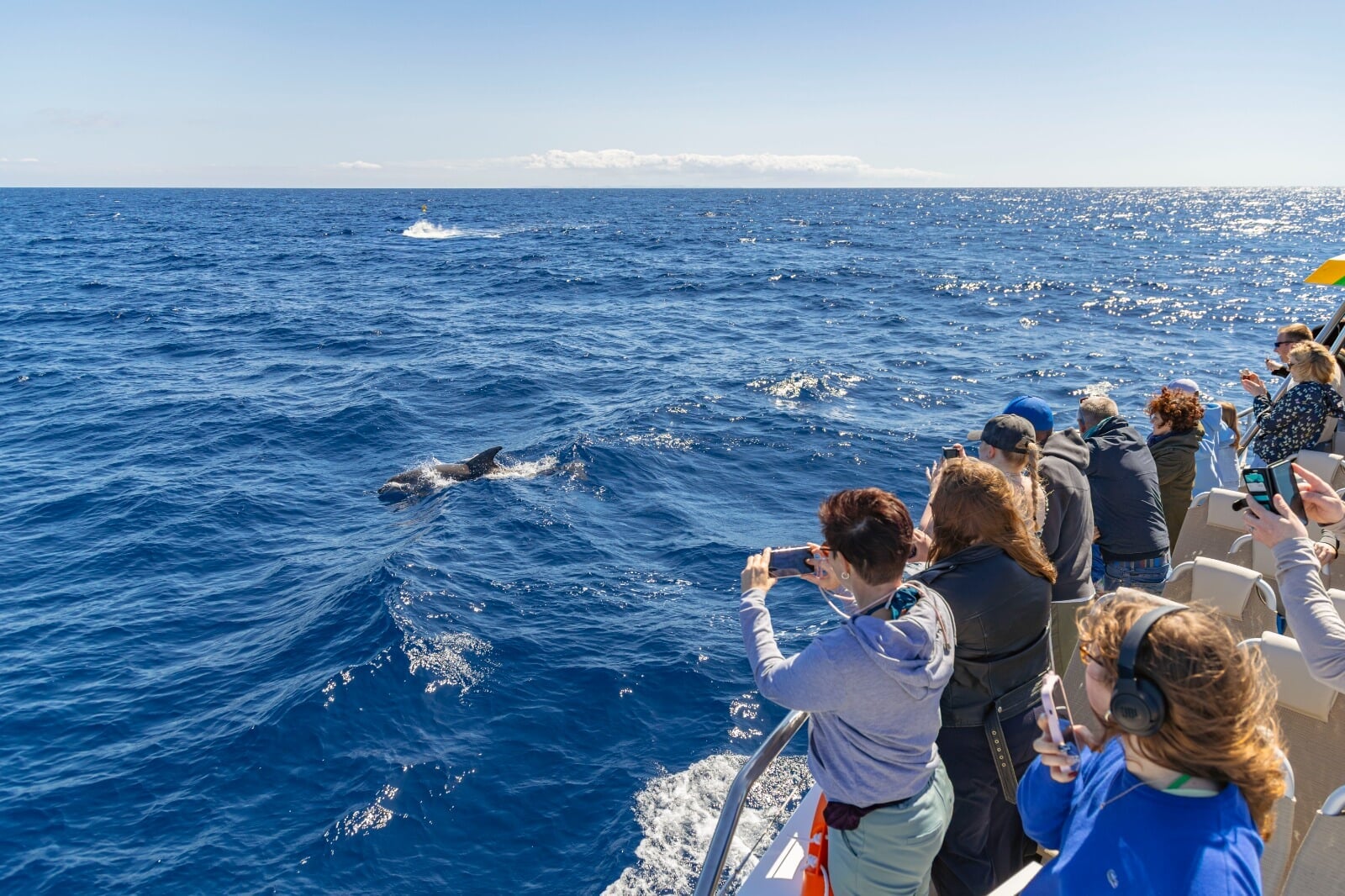 children watch dolphins