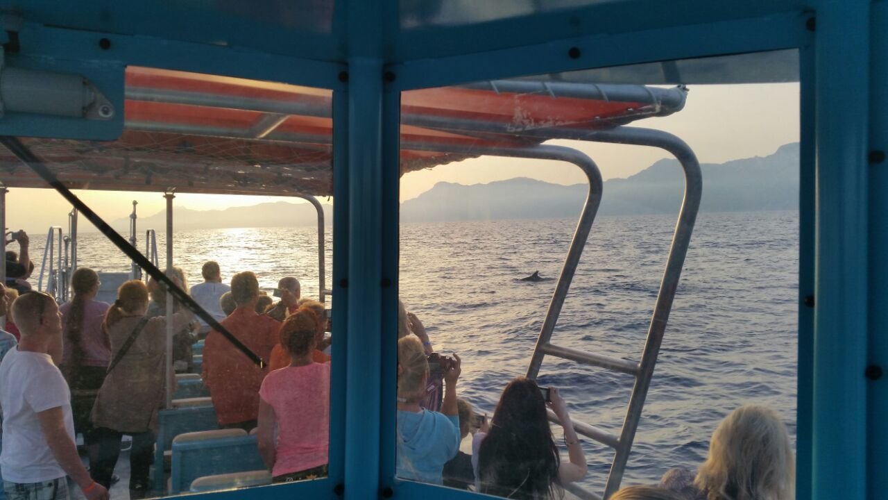 boat trip to see dolphins in santa ponsa