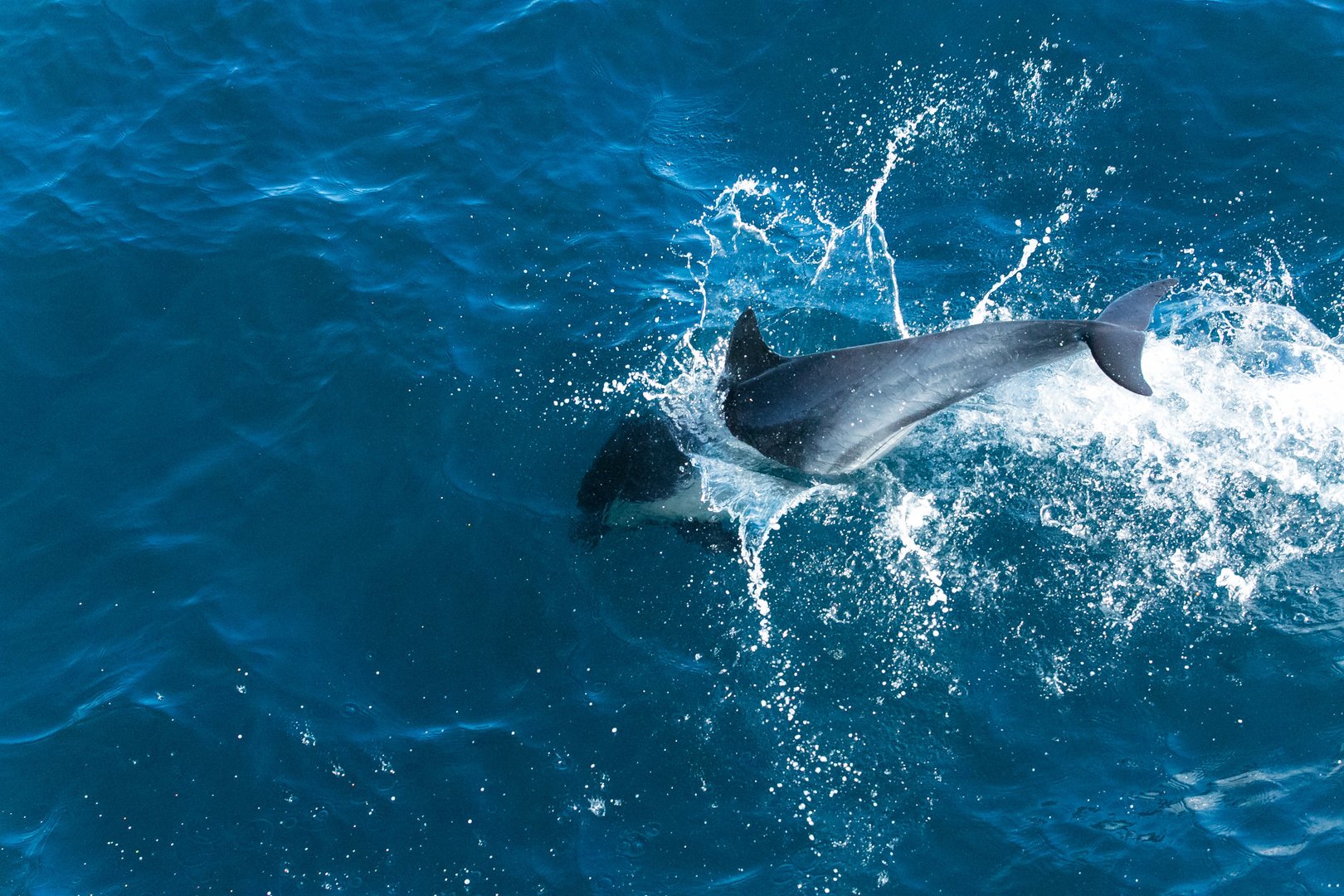 dolphin excursions from santa ponsa majorca