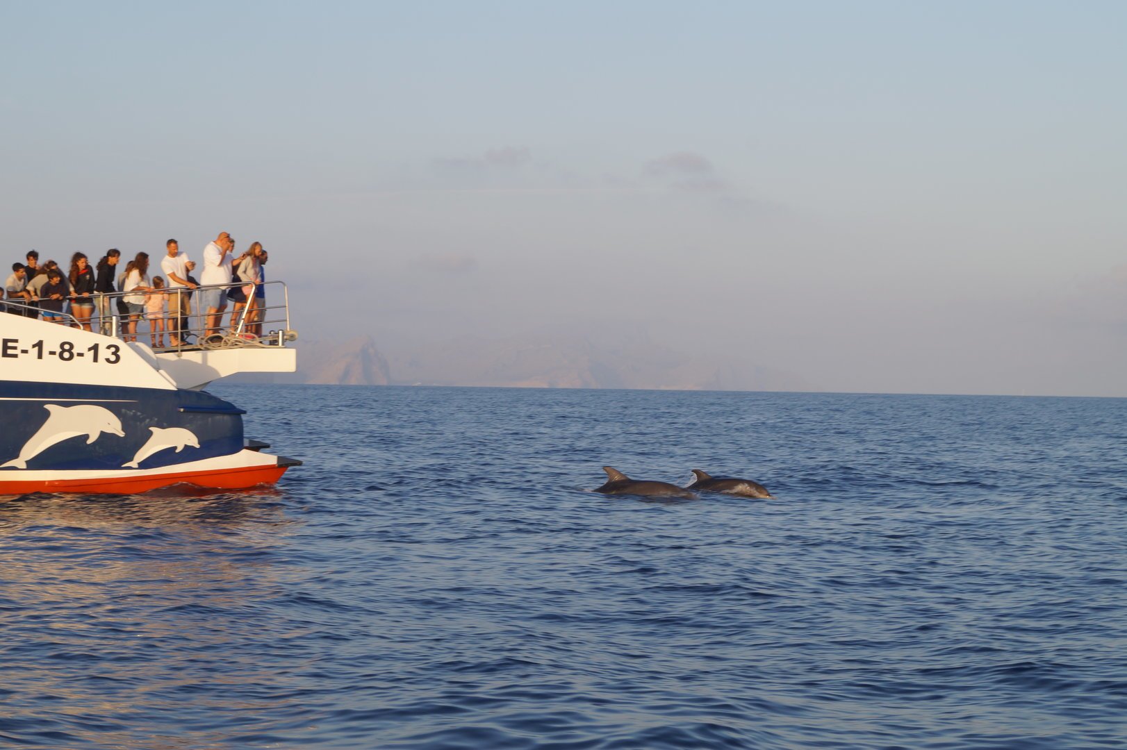 where to see dolphins in the sea
