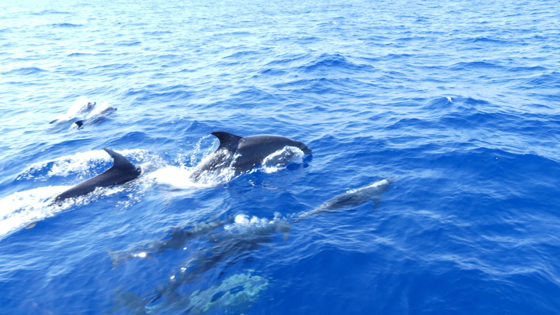 dolphin watching cala dor