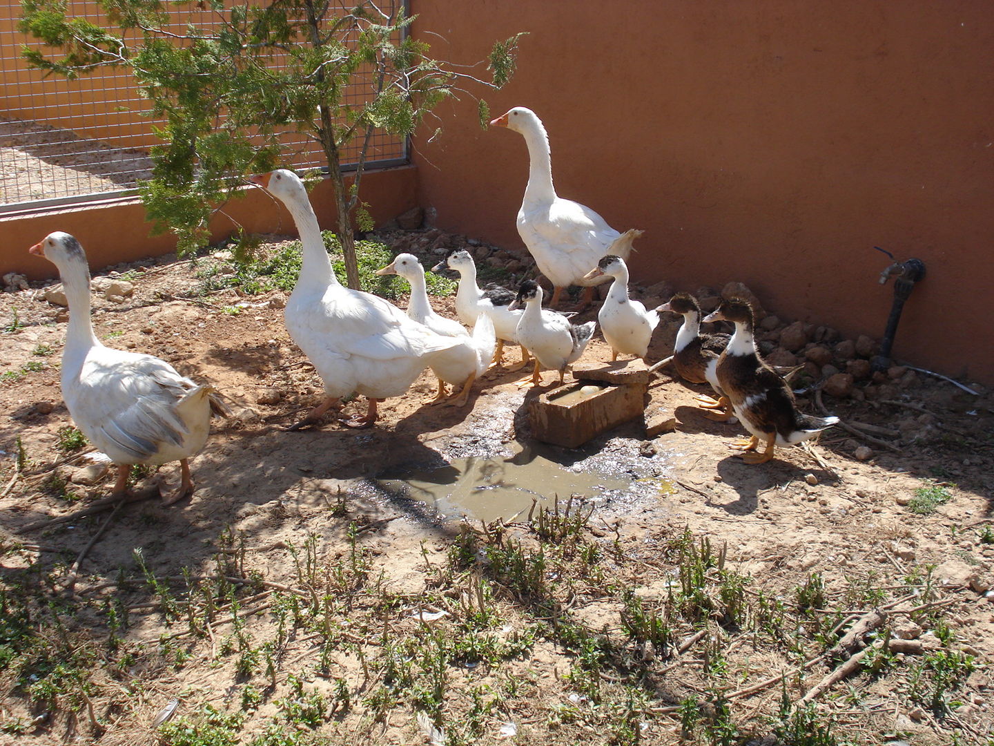 Other animals in Rancho Ses Roques
