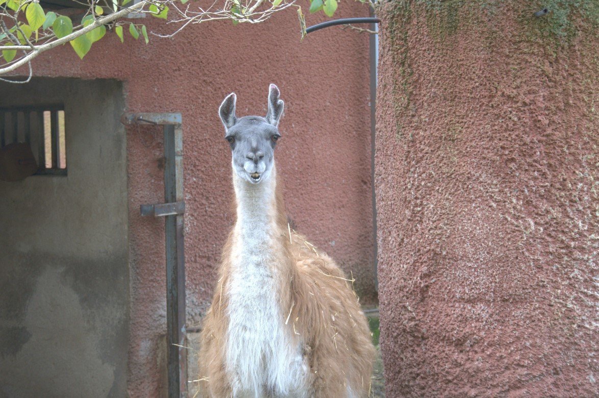 lama inside parc