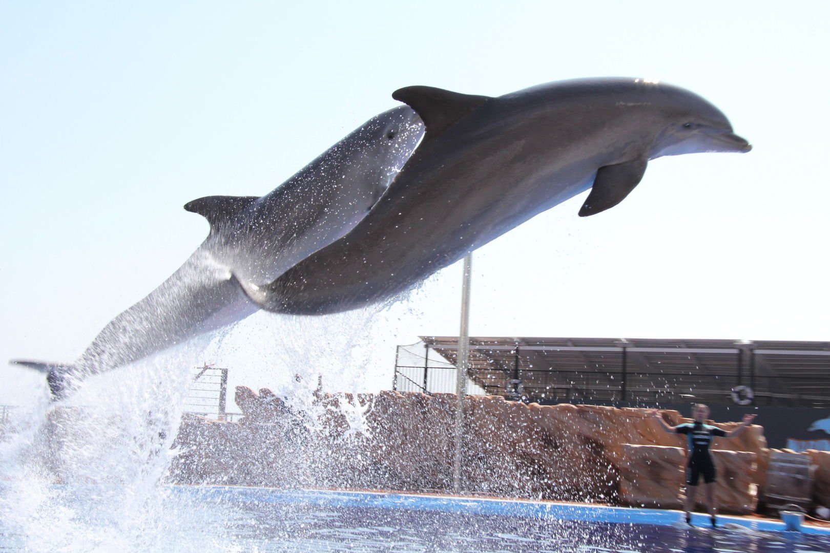 Dolphins jumping