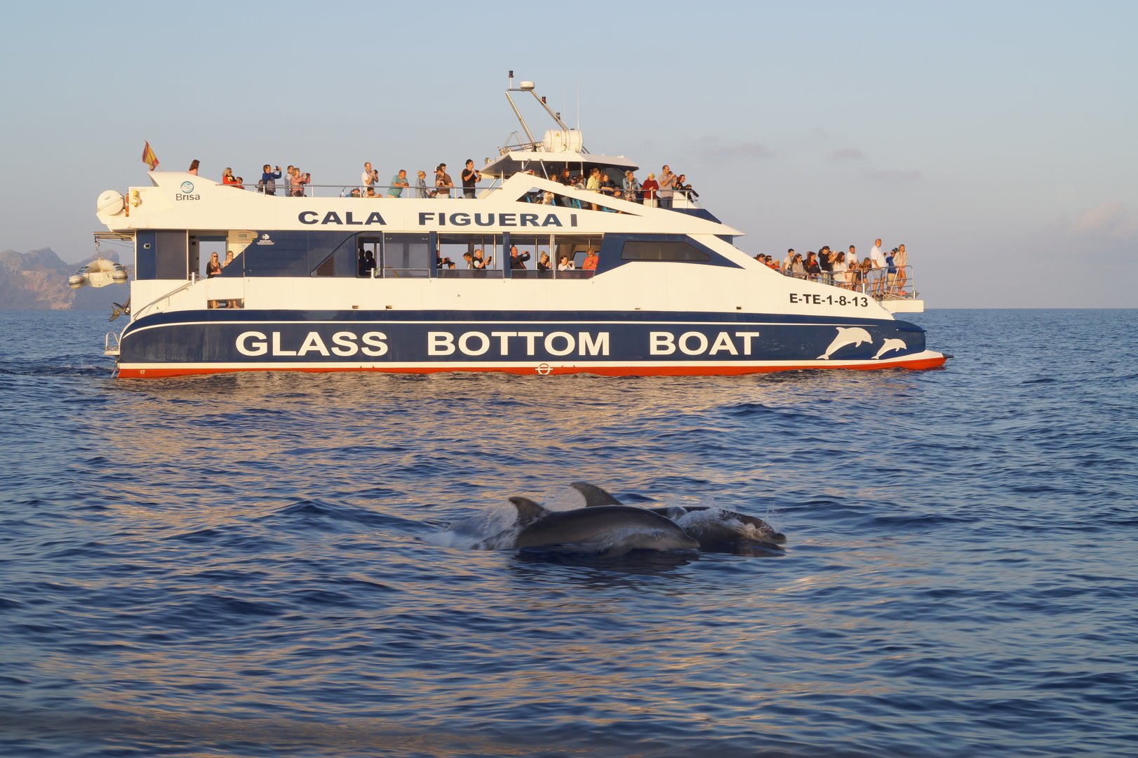 Where Can I Watch Boat Trip For Free Alcudia Dolphin Watching Boat Trip from 50€