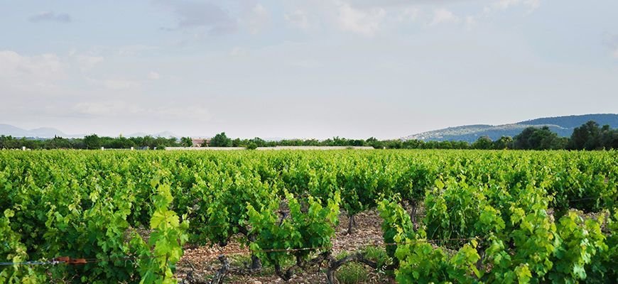 vist winery from cruise port palma mallorca