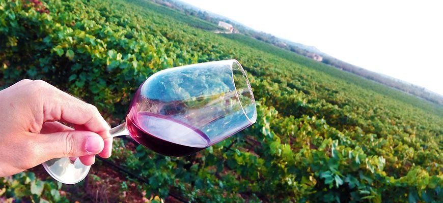 mallorca wine tour