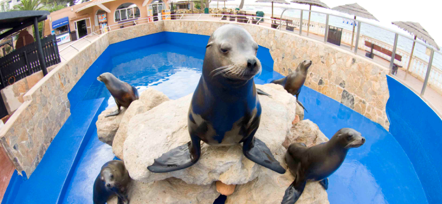 sea lions